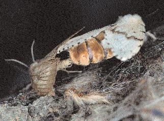 Larvas en fase espejo BIOLOGÍA El ciclo biológico de Lymantria dispar es univoltino, es decir que presenta una única generación al año.
