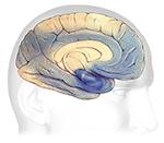 El papel de las placas y ovillos Las placas y los ovillos tienden a propagarse a través de la corteza a medida que progresa la enfermedad de Alzheimer.