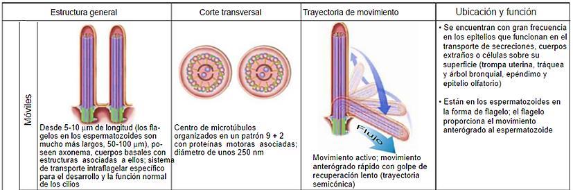 Los cilios son proyecciones celulares móviles que provienen de los cuerpos basales anclados por medio de raicillas a la porción apical del citoplasma.
