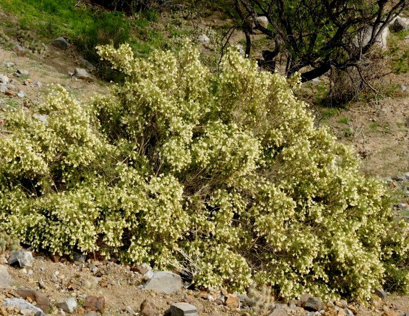 PHRODUS MICROPHYLLUS (Miers) Miers Solanaceae Monte de burro Arbusto
