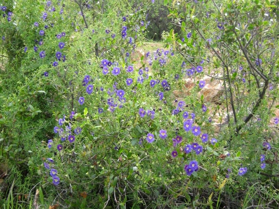 TROPAEOLUM AZUREUM Miers ex Colla Tropaeolaceae Soldadito azul Hierba