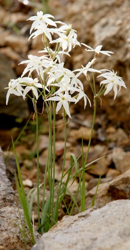 Flores blancas de largo pedúnculo, seis tépalos
