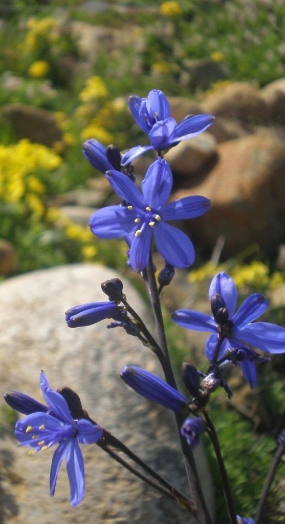 Flores pequeñas, abundantes, de color azul intenso, agrupadas en panículas.