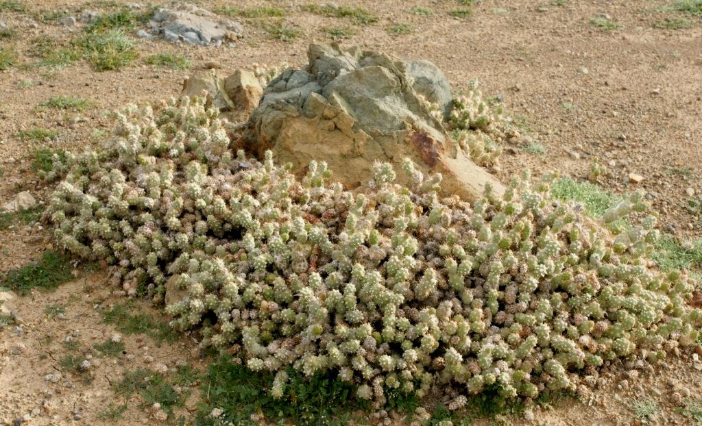 CACTÁCEAS CUMULOPUNTIA SPHAERICA (Förster) Anderson Cactaceae Gatito, Puskaye Nativa Cactus que crece en forma de cojines alcanzando los 20 cm.