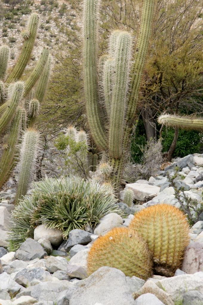Las flores se disponen en forma de corona en el ápice del cactus.