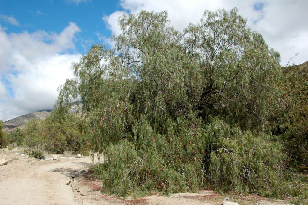 SCHINUS MOLLE L. Anacardiaceae Pimiento Nativa Árbol siempre verde de unos 25 m. de alto.