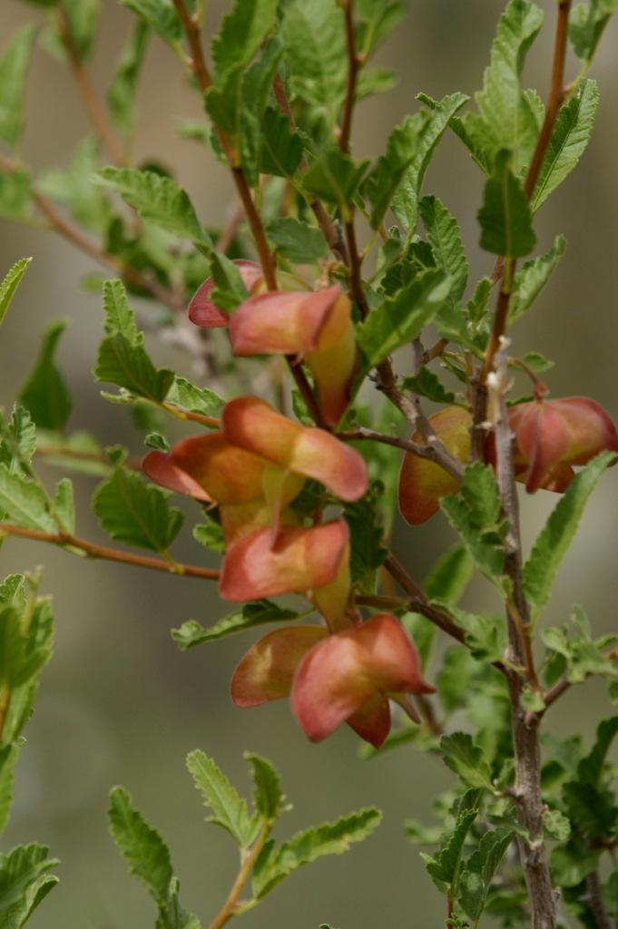 de alto que pierde su follaje en verano como adaptación a las condiciones de aridez.