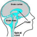 Fluido Cerebro Espinal: Líquido de color transparente, que baña el encéfalo y la médula espinal. 3 funciones vitales: Proteger el encéfalo.