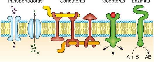 Funciones de las proteínas de membrana Transportadores
