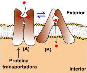Proteínas Transportadoras Luego de fijar las moléculas a transportar (A), sufren un cambio de conformación (B) que