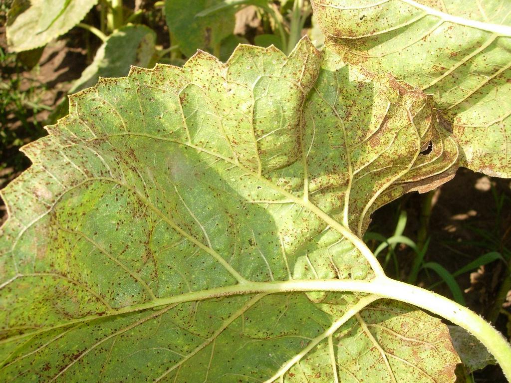 Puccinia helianthi Síntomas: Se caracteriza por la presencia de pústulas de color marrón formado por las uredosporas del