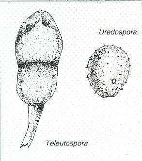 Puccinia helianthi Ciclo de la Enfermedad El agente causal es Puccinia helianthi es autoico, produce 5 tipos de esporas, se considera Roya de ciclo completo.