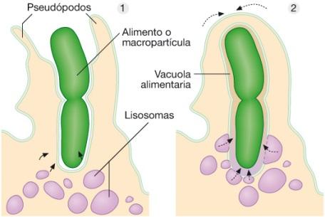 Fagocitosis En unicelulares, tiene función sobre todo alimenticia (p. ej.