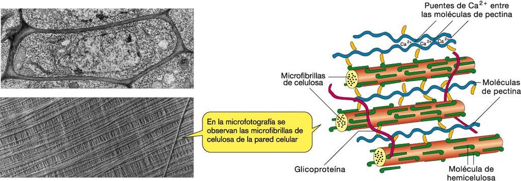 PARED CELULAR Las microfibrillas de celulosa están englobadas en una matriz de polisacáridos hemicelulosa y pectinas,