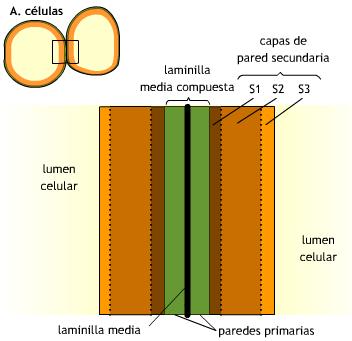 Estructura de la pared celular Lámina media de pectinas.