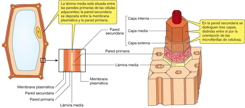 Estructura de la pared celular Pared secundaria con fibras de celulosa orientadas paralelamente que forman hasta tres capas diferentes.