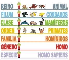Grupos taxonómicos Estos grupos o categorías son en las que se dividen los organismo; se denominan taxones.