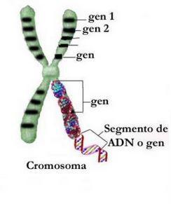 CONCEPTES BÀSICS GEN: Fragment d ADN que determina una característica biològica AL LEL: Diferents variants d un gen GENOTIP: Conjunt de gens d un individu FENOTIP: