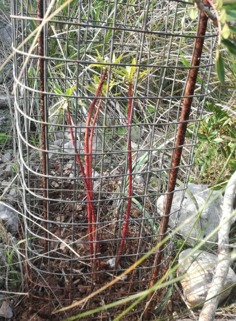 Plantación de E. dendroides Se plantaron 92 individuos de E. dendroides - 46 se protegieron con una malla metálica. - 46 se plantaron sin protección.