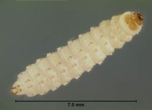 Los adultos pueden confundirse con escarabajos nitidúlidos, que también pueden asociarse a las colonias (véase Neumann & Ritter, 2004 y Ellis et al., 2008 para consultar ejemplos).