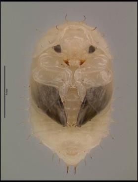 Este método puede aplicarse para buscar adultos y larvas del escarabajo cuando el nivel de infestación larvaria es moderado a