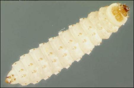 estado de conservación de las muestras. La longitud del cuerpo en el ejemplar adulto es de alrededor de 1 cm (1,2 cm como máximo), en función de la alimentación. La anchura es de unos 1,6 mm.