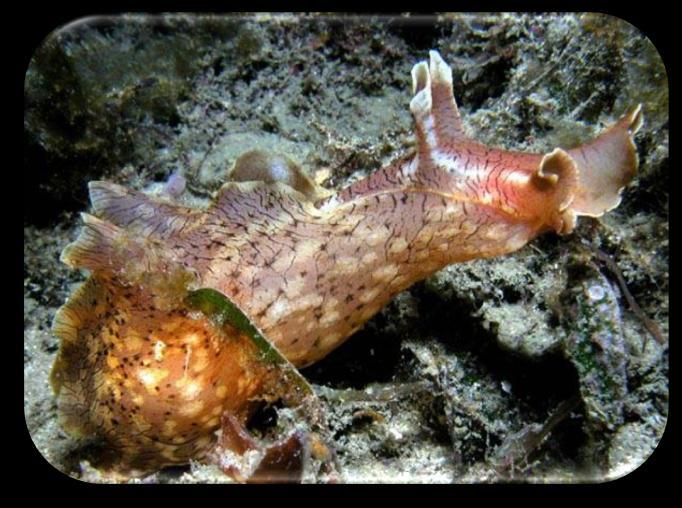 Los opistobranquios: constituyen un conjunto de moluscos al que pertenecen las babosas marinas, libres marinas, las