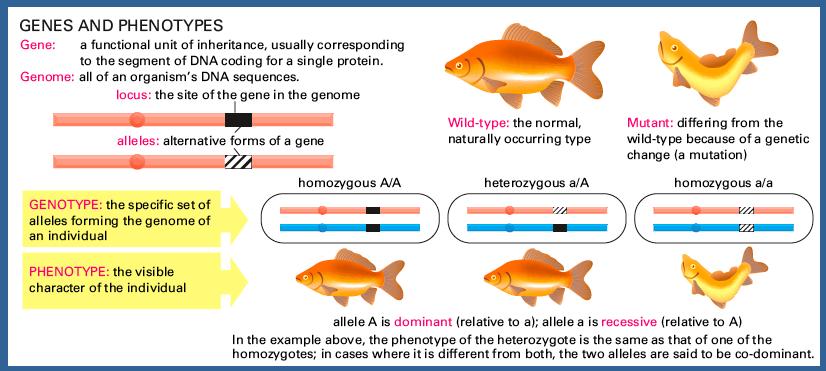 Gen: unidad funcional de la herencia, normalmente corresponde al segmento de ADN que codifica una proteína Genoma: Toda la secuencia del ADN de un organismo.