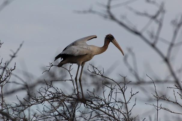 Adicionalmente, el Manglar de San Pedro es sitio Ramsar, miembro de la Red Hemisférica de Reservas para Aves Playeras (RHRAP), y una IBA.