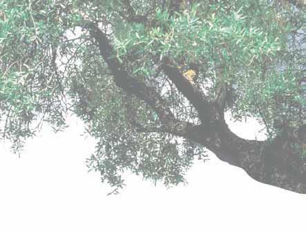 Después de la cosecha Podadora de altura HT 132 Arnés HT acolchado El olivo al alcance de todos