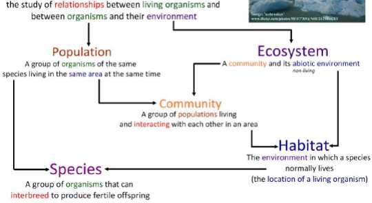 Ecología Estudio de las relaciones entre los organismos vivos y entre éstos y su medio ambiente.