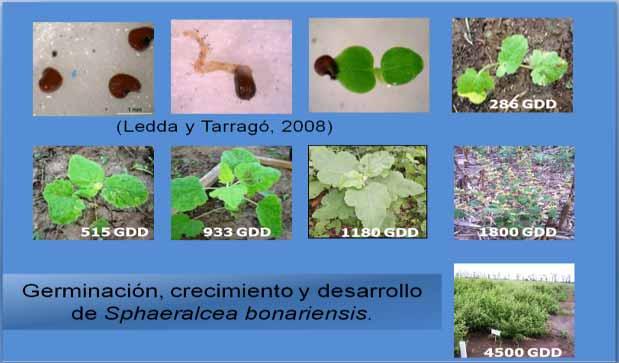 Biología de Malva Sphaeralcea bonariensis no es susceptible al herbicida Glifosato cuando las plantas poseen 66% de hojas, 14% de inflorescencias y 20% de tallos.
