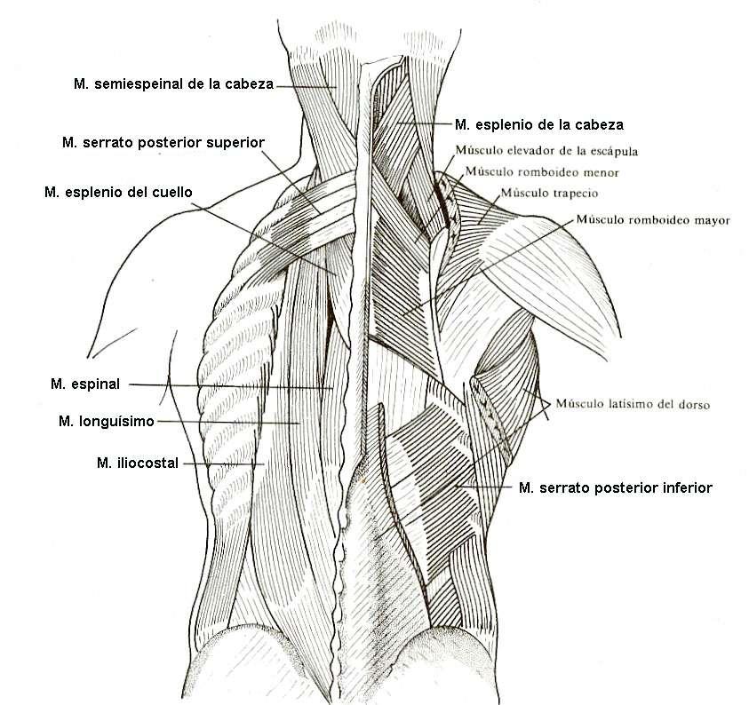 Los músculos que mantienen la postura estática de las vértebras permiten a la columna movimientos tan variados como amplios; forman un complejo muscular extendido en las dos caras de ella.