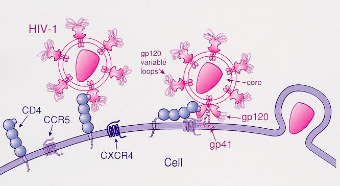 CCR5 CXCR 4 VIRUS R5 Infecta Macrófagos Expresión en etapas