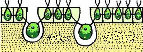 Marcada división de tareas Organismos multicelulares: distintas células pueden realizar diferentes tareas complementarias y simultáneamente