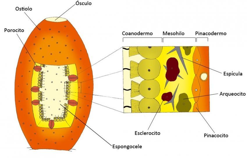 Phylum Porifera: Estructura del cuerpo Capas celulares Pinacodermo (pinacocitos, miocitos) Mesohilo