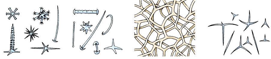 Espículas silíceas Espongina Espículas calcáreas Phylum Porifera: Soporte y sostén Esqueleto