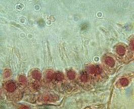 de alimento (<0,1 µm) Vacuola digestiva Flagelo Dirección