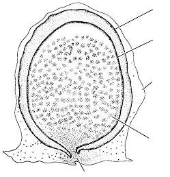 Gemulación Micropilo Membrana interna Arqueocitos Membrana
