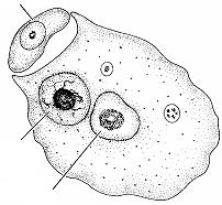 coanocitos) oocitos (a partir de coanocitos o de arqueocitos)
