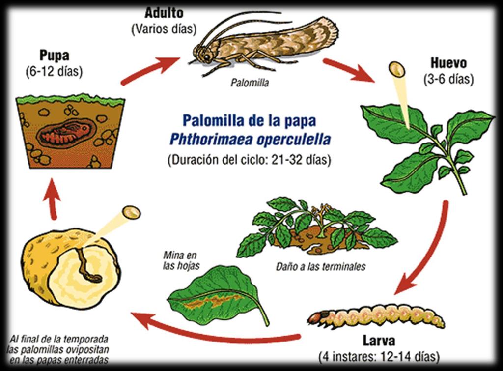CICLO BIOLÓGICO DE LA PLAGA Para implementar el MIP es indispensable conocer el ciclo biológico y el comportamiento de la plagas Al final de la