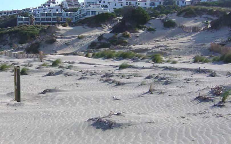 Aquesta arena es distribueix sobre la platja i les dunes per l efecte del vent, qui pentina de forma suau la platja per distribuir volums d arena al llarg del sistema platja-duna, reservori natural