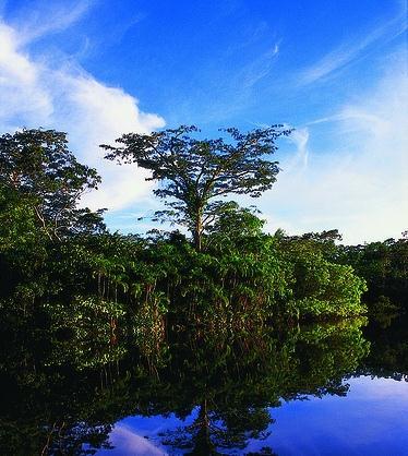 Biodiversidad El aspecto más impresionante de la biodiversidad del Parque Nacional Yasuní es el número de especies atiborradas en áreas pequeñas. (Finer. et. Al.