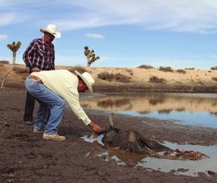 Se presenta una breve exposición y análisis de las medidas que han sido instauradas en los últimos años para afrontar la sequía en México; entre ellas destaca el inicio del proceso de transición de