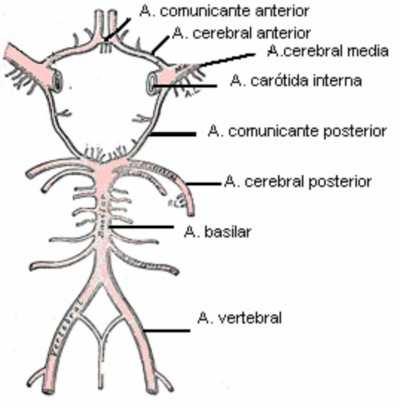 Este polígono se encuentra delimitado por delante por las arterias cerebrales anteriores anastomosadas por la arteria comunicante anterior, por detrás por las arterias cerebrales posteriores y por