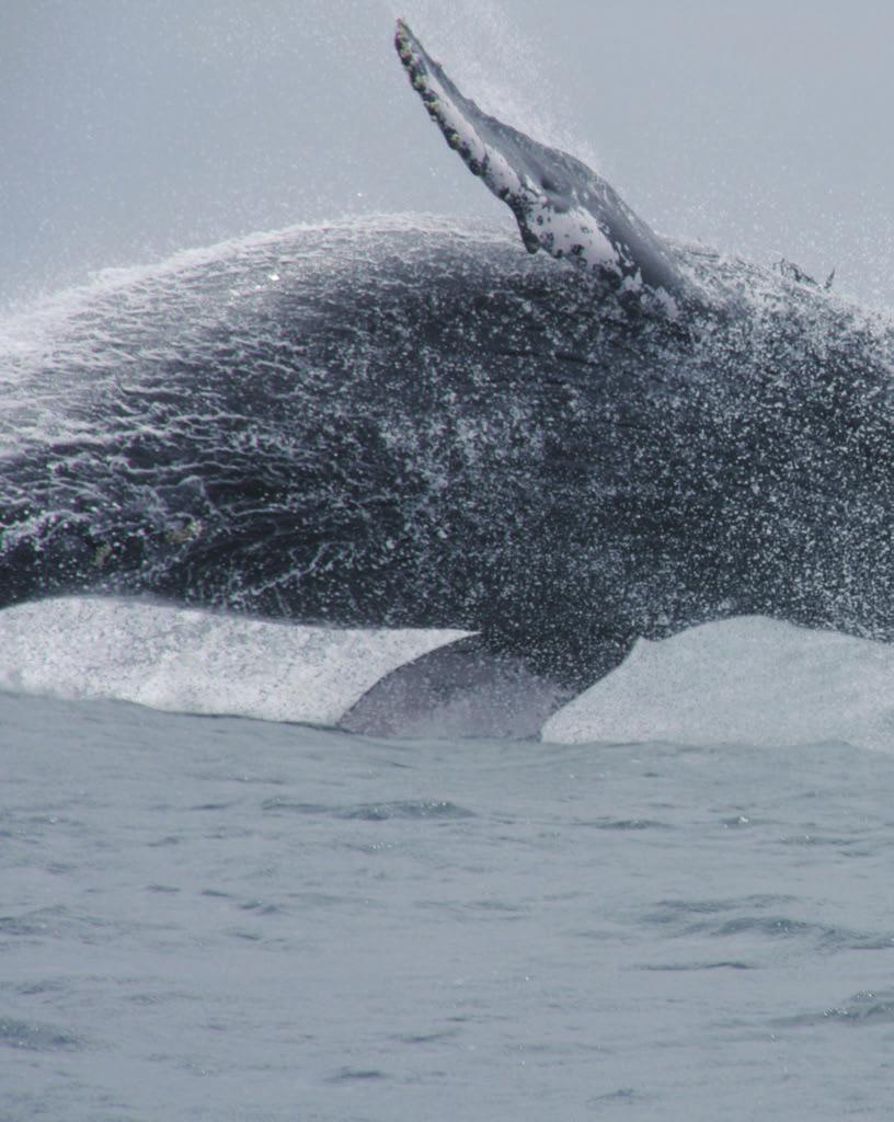 Ballenas Un recorrido con las ballenas jorobadas La ballena jorobada (Megaptera novaeangliae) es un mamífero marino cosmopolita que se encuentra en casi todas las cuencas oceánicas.