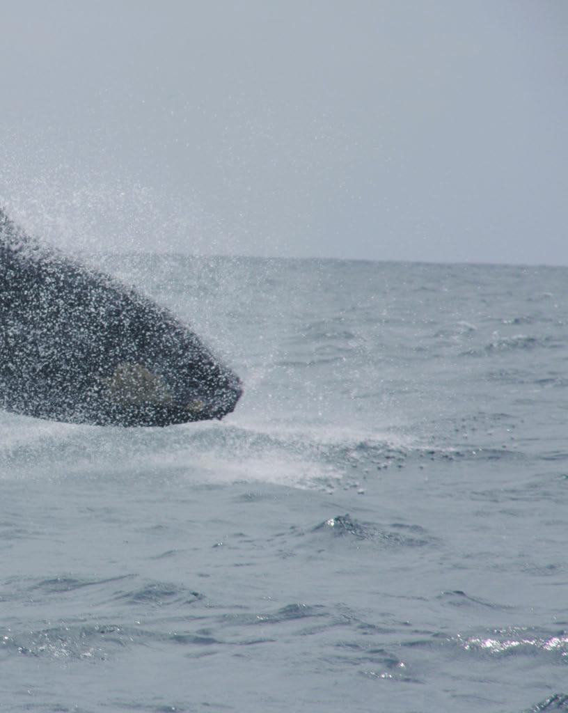 Ballenas Despliegue acrobático frente a las costas de Esmeraldas. recolección de muestras de piel de ballena se realiza mediante un sistema de biopsias Paxarm.