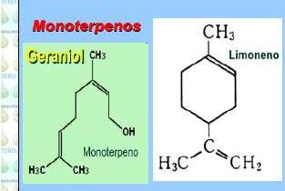 3.1 Terpenos: son polímeros del isopreno (isoprenoides). Exclusivos de plantas.
