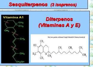 3.2 ESTEROIDES Son un grupo muy importante derivado del ESTERANO que incluye moléculas muy activas.