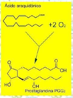 3.3 Lípidos eicosanoides. Derivan de lípidos poliinsaturados de 20 carbonos. Destacan: PROSTAGLANDINAS: * Estimulan la agregación plaquetaria.